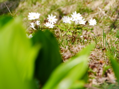 2014.04.12 道南・春探し♪(3)