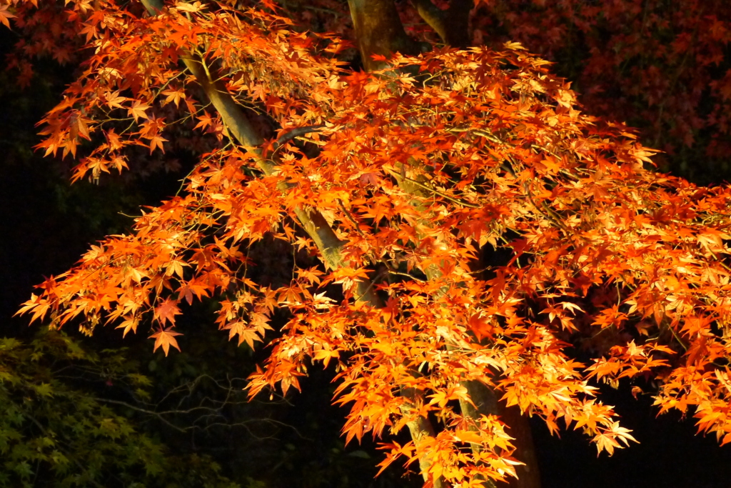 2013.11.9 道南の紅葉(32)