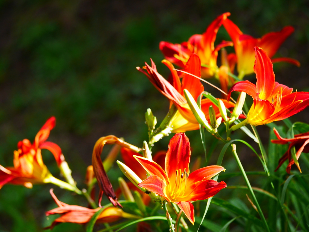 2014.07.21 道南・夏の花(8)