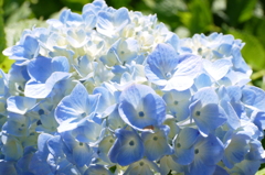 紫陽花２