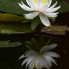 2014.07.12 公園の草花(7)