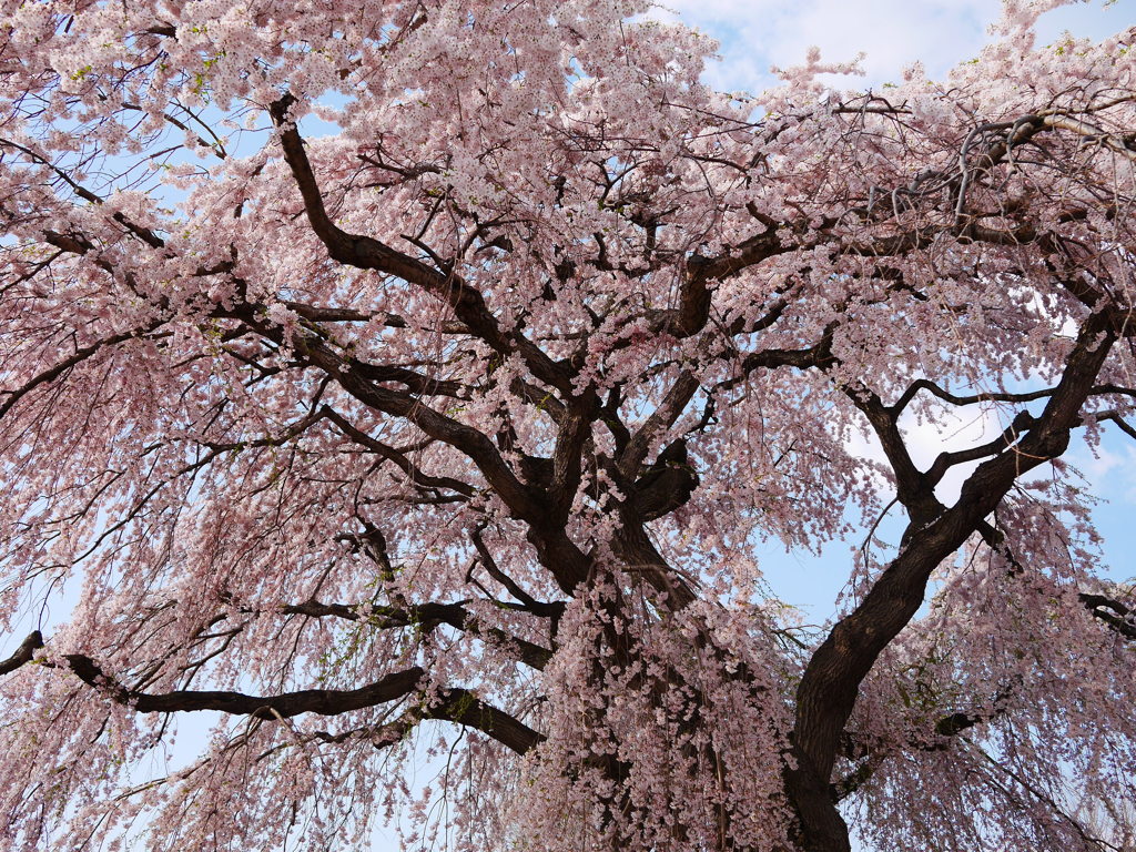 2014.05.04 桜回廊(3)