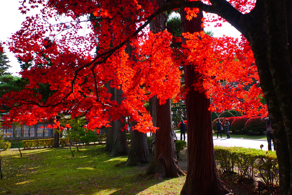 2013.11.4 道南の紅葉(16)
