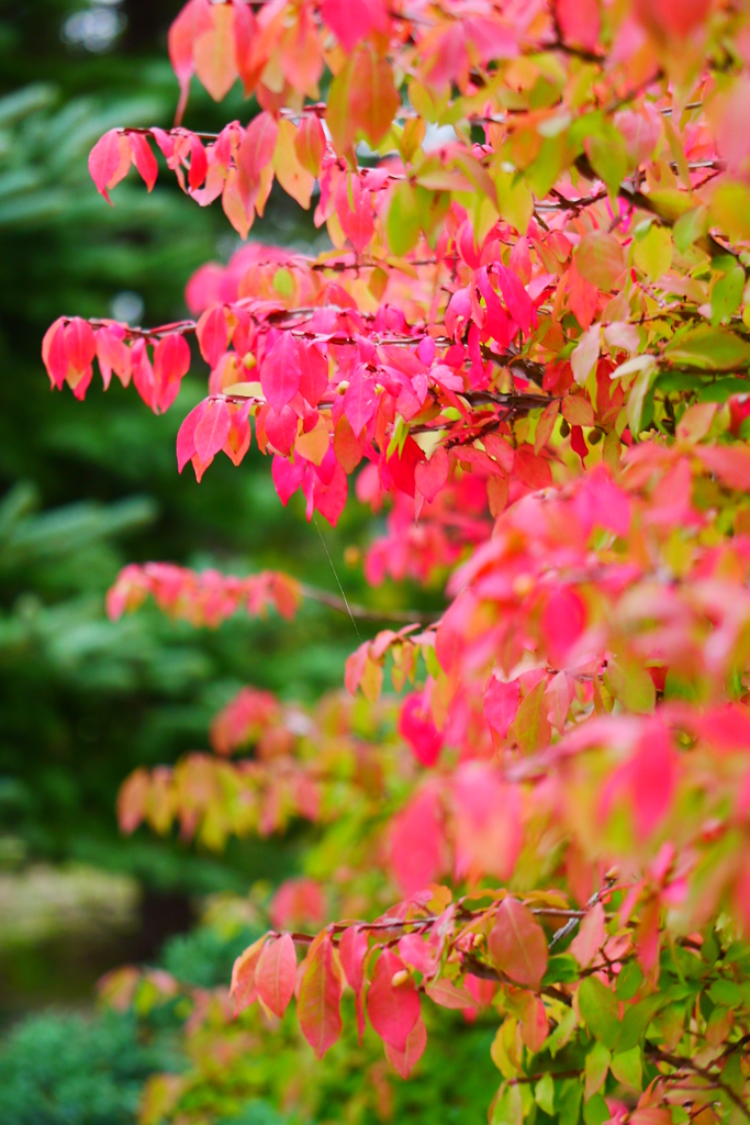 ドウダンツツジの紅葉