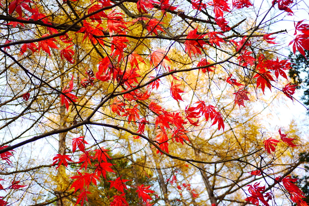 2013.11.9 道南の紅葉(11)