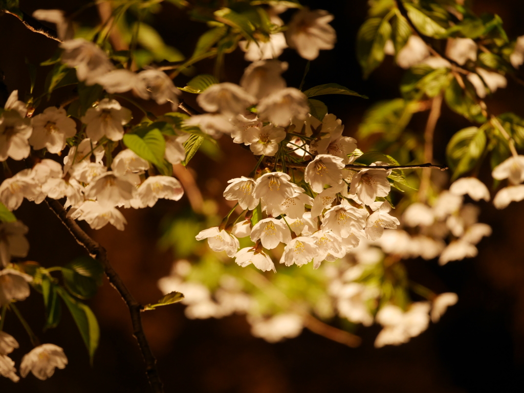 2014.05.09 桜ざんまい(6)