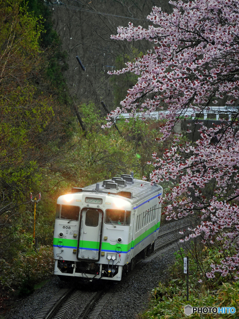 2016.04.29 雨ですが満開です（*^_^*）