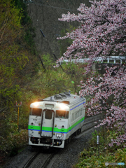 2016.04.29 雨ですが満開です（*^_^*）