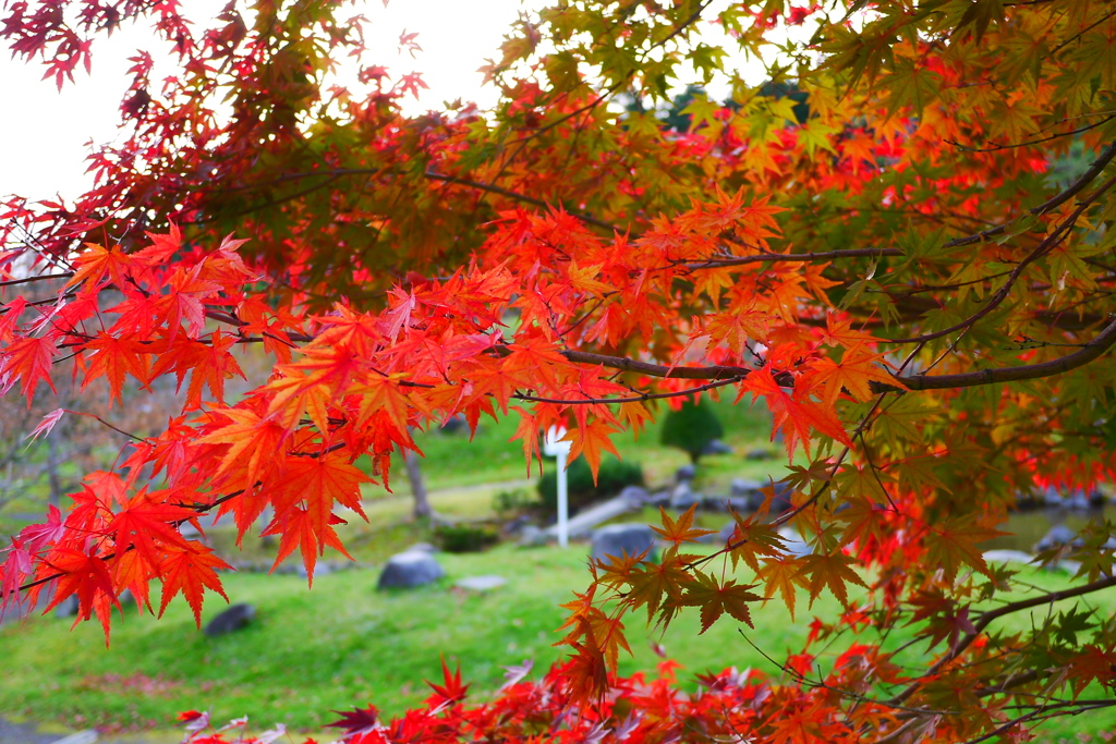 2013.11.9 道南の紅葉(21)