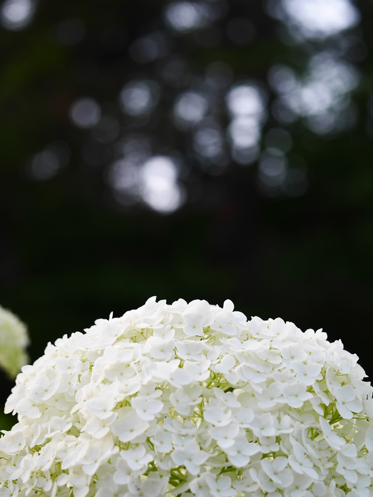 2014.07.15 AZISAI(8)