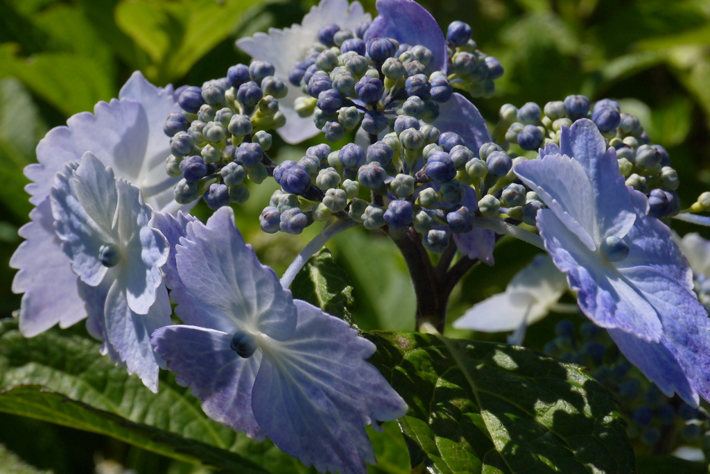 紫陽花５