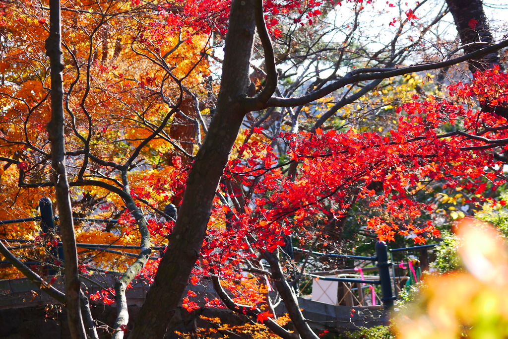 2013.11.23 道南の紅葉(2)