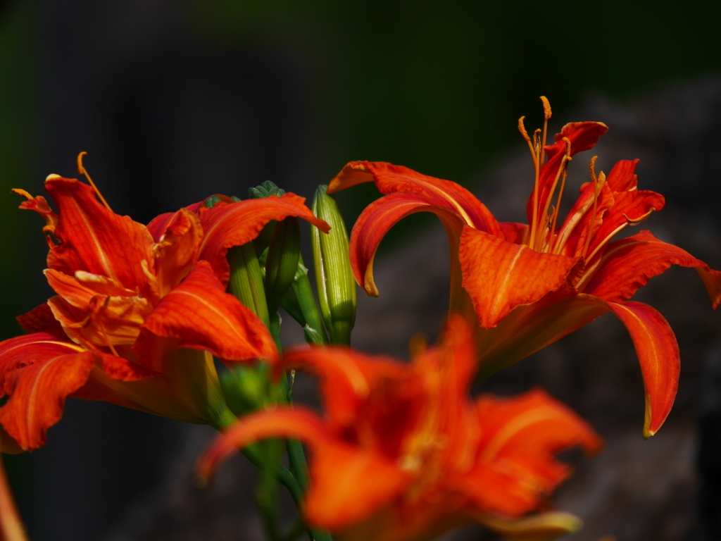 2014.07.21 道南・夏の花(7)