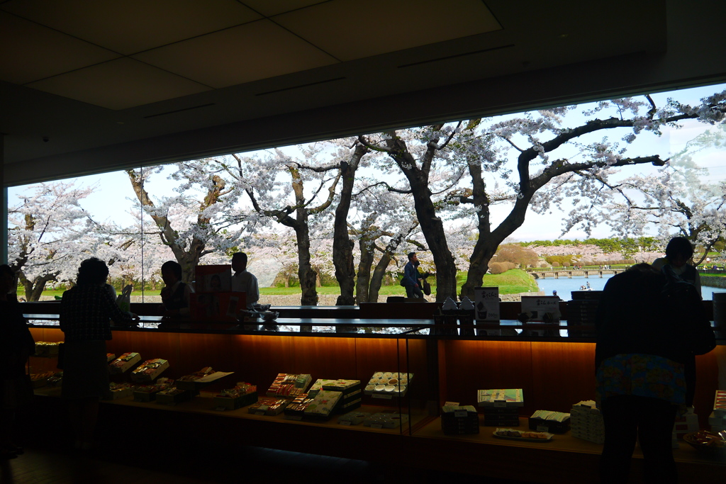 2014.05.04 祝・築城１５０年桜(3)