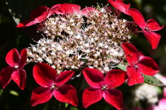 紫陽花４