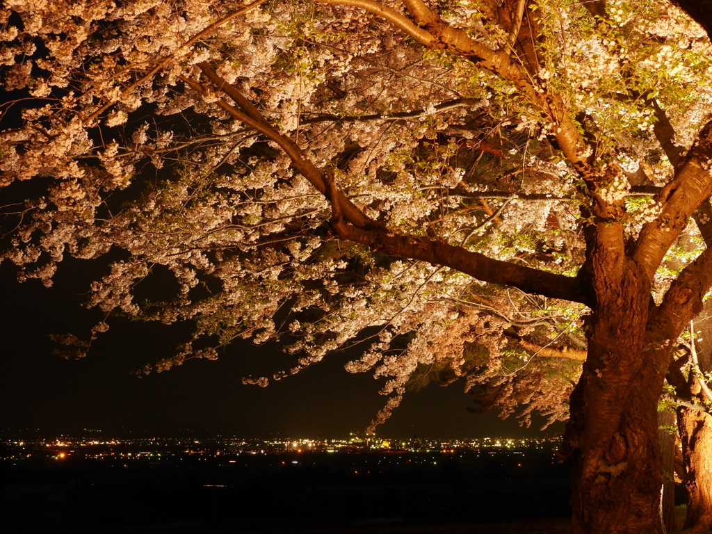 2014.05.09 桜ざんまい(9)