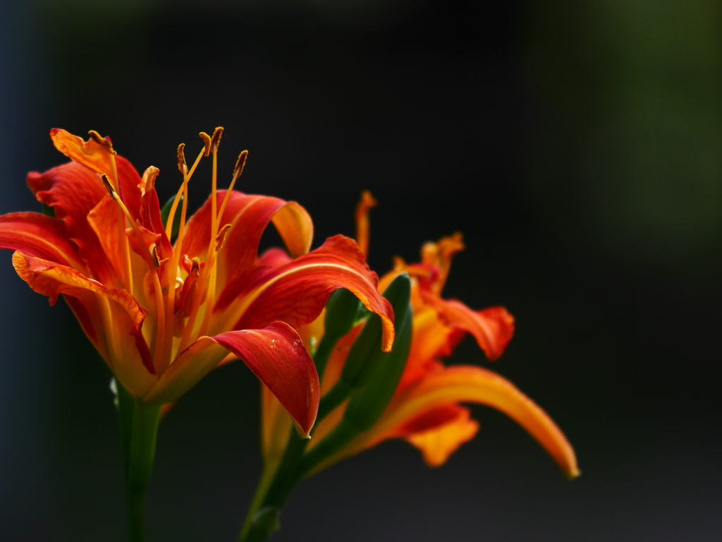2014.07.21 道南・夏の花(10)