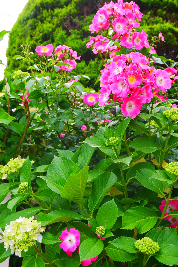 紫陽花と薔薇