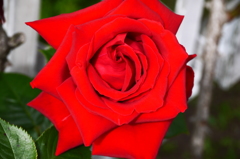 薔薇６