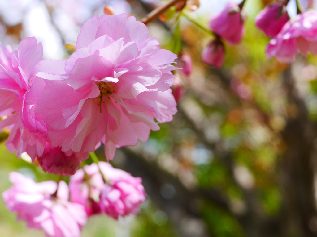 2014.05.18 道南里山SAKURA(6)