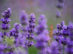 2014.07.12 公園の草花(9)