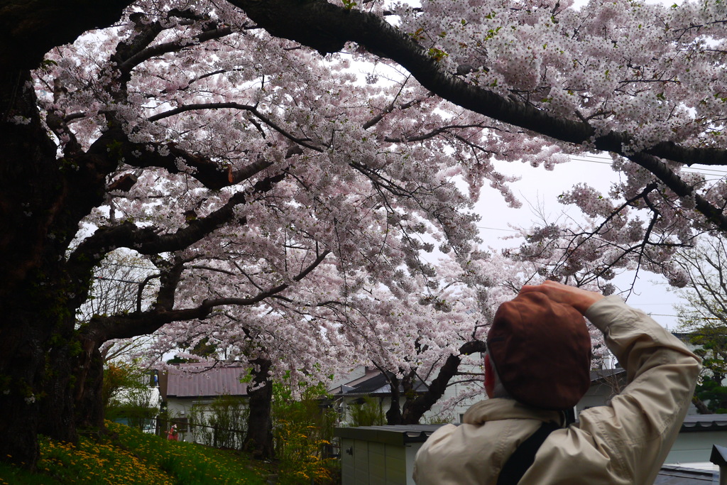 2014.05.03 明治１２年(1879年)創立の北海道初の公園(7)
