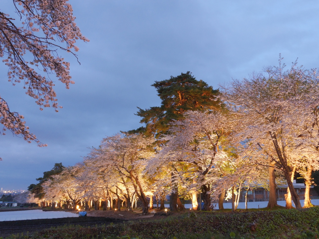 2014.05.09 桜ざんまい(8)