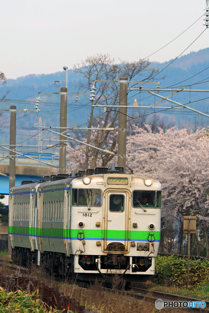 2016.05.03 満開の桜の中を往く