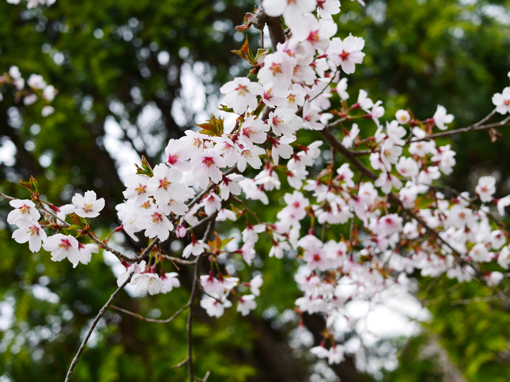 2014.05.05 道南・春爛漫(4)