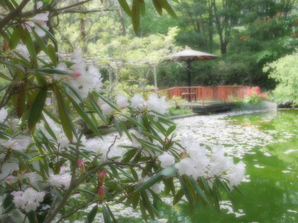 2014.05.25 ご近所・春・散歩(3)