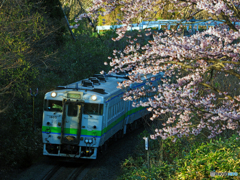 2016.04.27 桜を求めて（５）♪