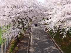2014.05.04 桜回廊(5)
