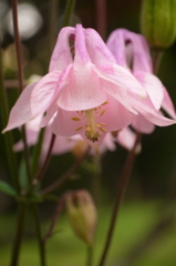釣鐘型の花：ピンク