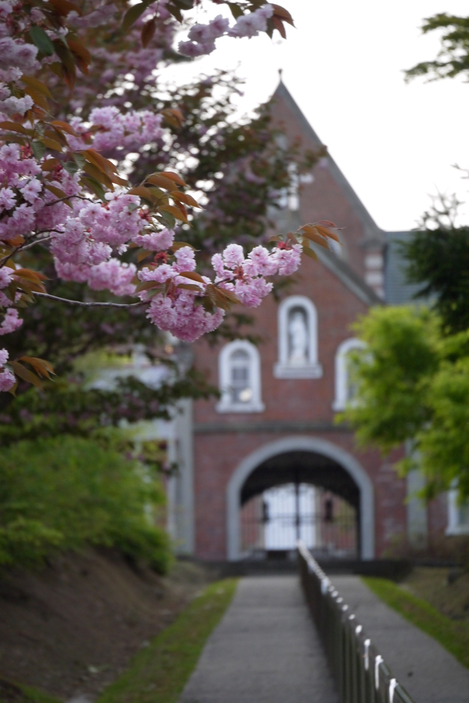 2014.05.20 函館巡禮・桜咲く頃(3)