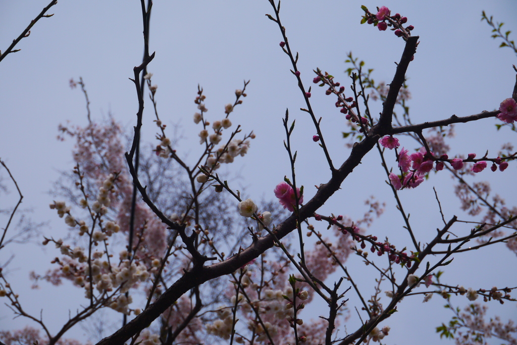 2014.05.03 明治１２年(1879年)創立の北海道初の公園(6)