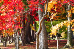 2013.11.4 道南の紅葉(21)