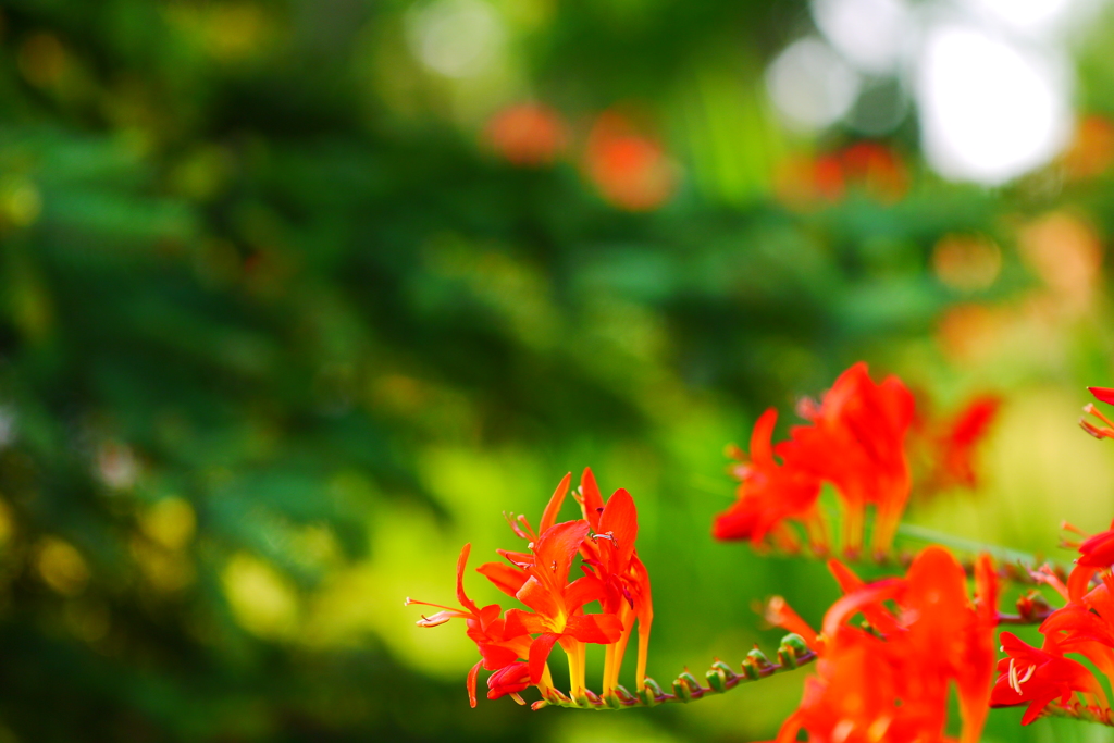 2014.07.29 道南・夏の花(6)
