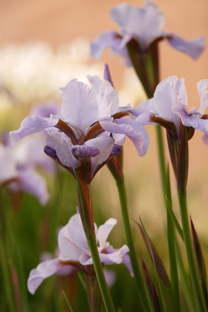 菖蒲６