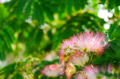 2014.07.29 道南・夏の花(4)