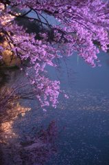 水鏡の紫桜