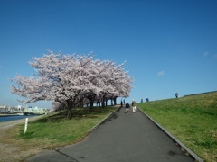 青空と桜