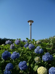 紫陽花と青空