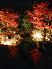 夜紅葉