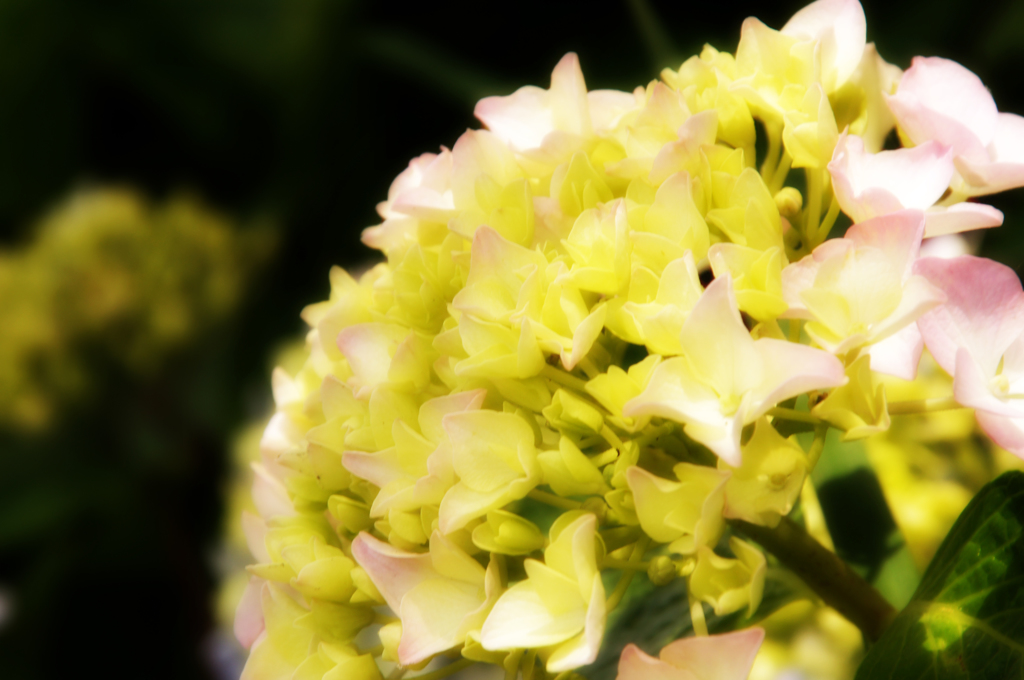 紫陽花