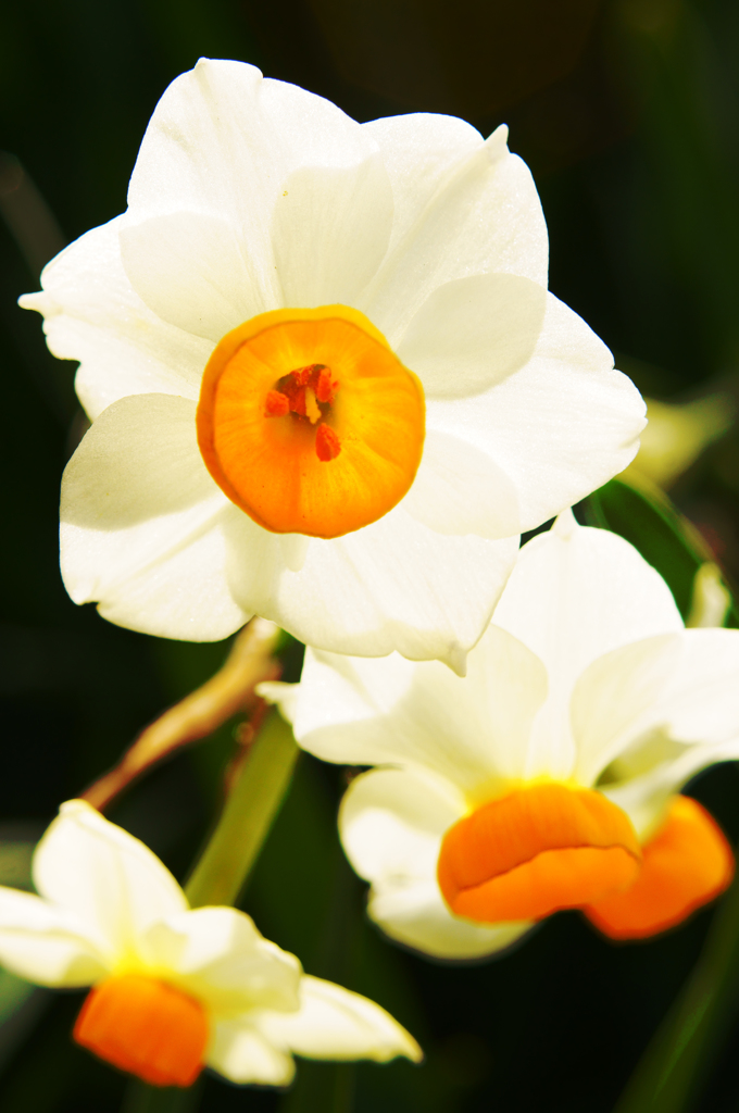 水仙の花