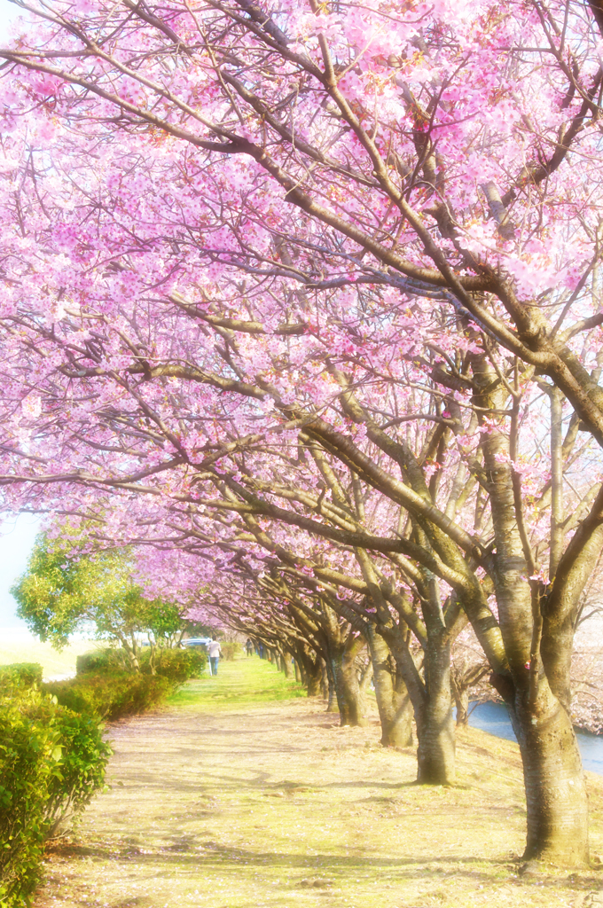桜の小道