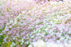 お花畑