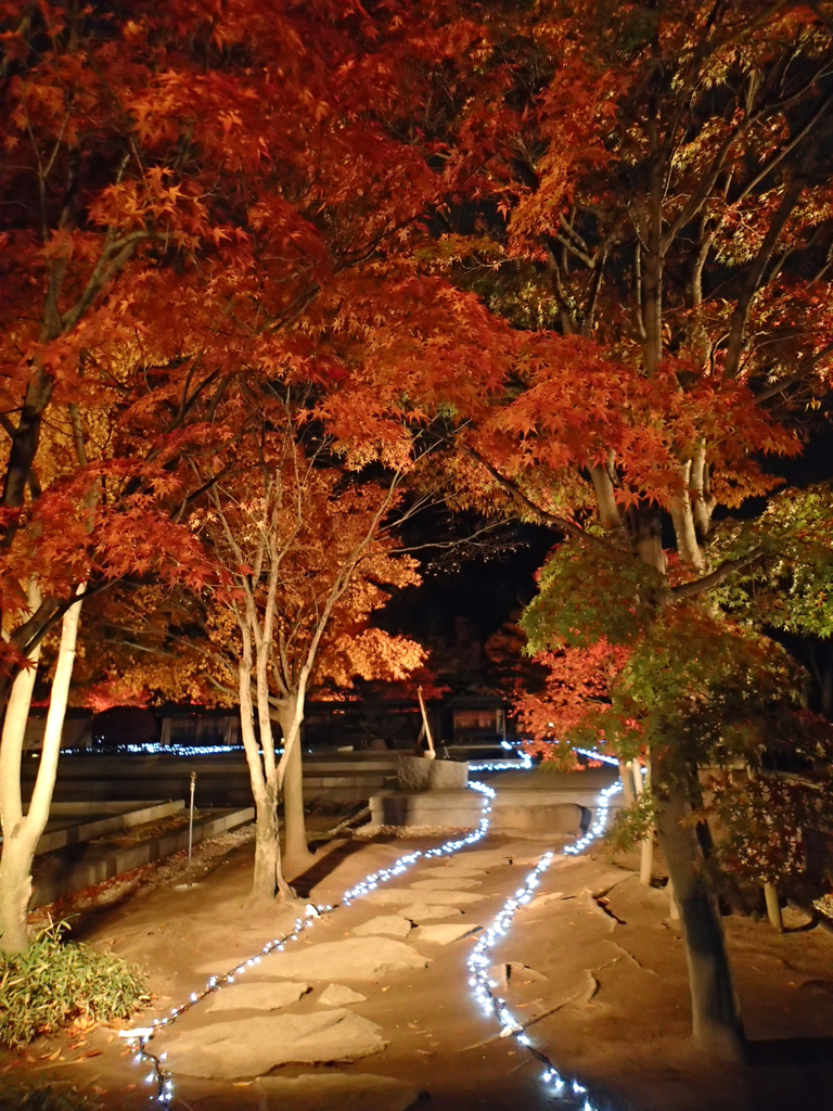 光の小道