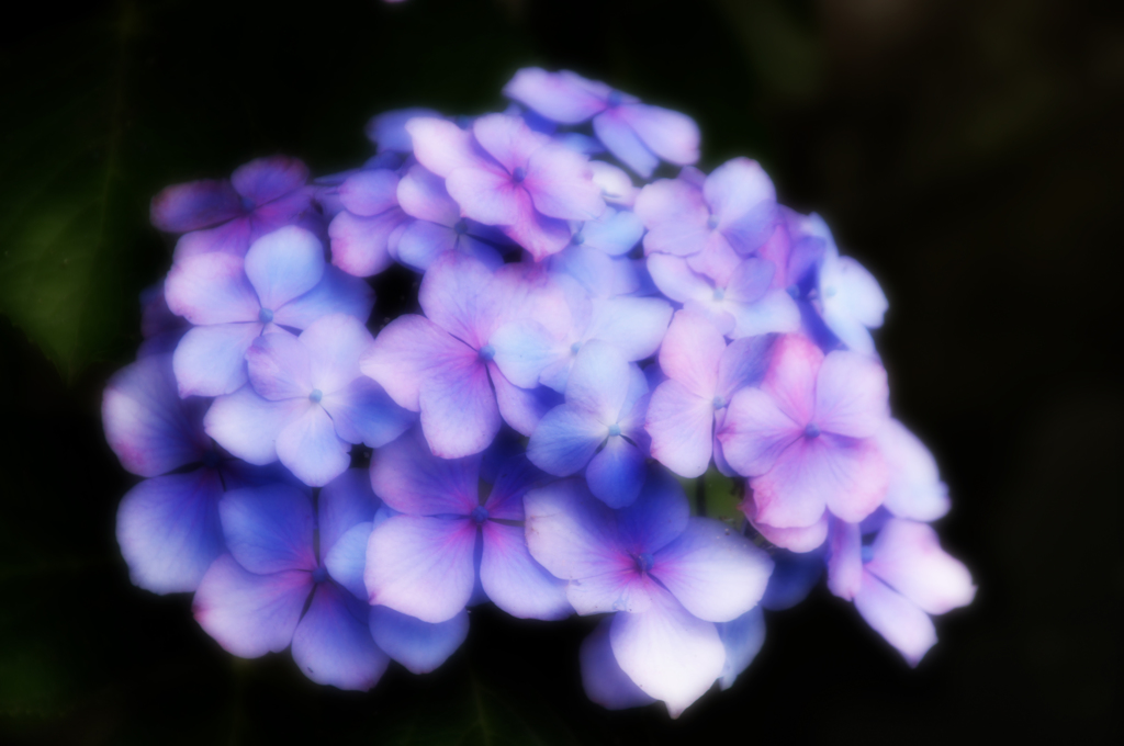 夜紫陽花