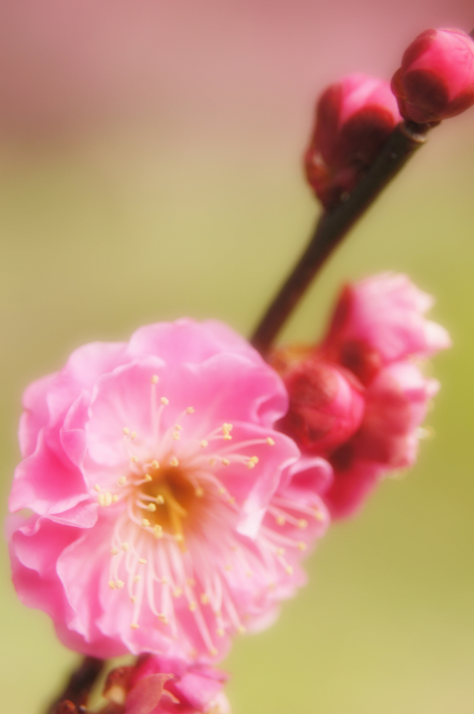紅梅